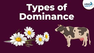 Incomplete Dominance Codominance Polygenic Traits and Epistasis [upl. by Annaj]