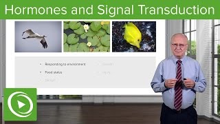 Hormones and Signal Transduction Introduction – Biochemistry  Lecturio [upl. by Beatty658]