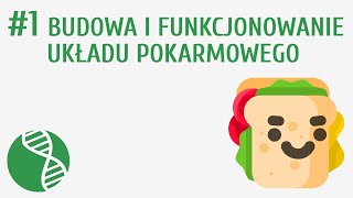 Budowa i funkcjonowanie układu pokarmowego 1  Odżywianie [upl. by Bevan498]