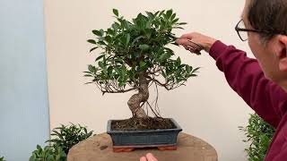 Ficus Bonsai Care and Pruning [upl. by Alleuqahs]