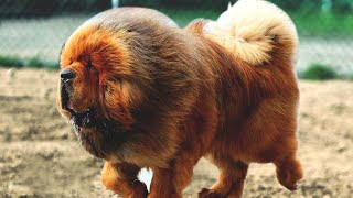 The Powerful Massive Defender  Tibetan Mastiff [upl. by Theone160]