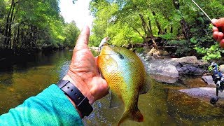 The BEST Lures For Creek Fishing Multiple Species [upl. by Rech]