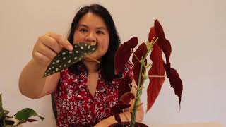 How to propagate Begonia Maculata [upl. by Ashla]