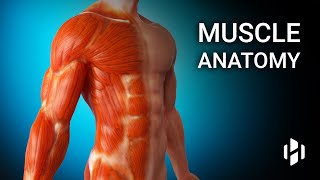 Anatomy of Human Muscles [upl. by Towne]