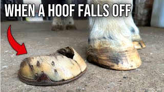 The Horse That Lost Its Hoof Hoof Restoration [upl. by Melvyn]