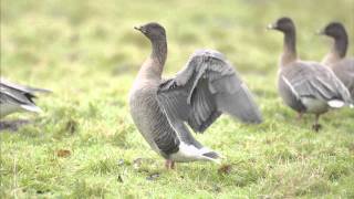 Grey Geese ID Workshop Revisited [upl. by Katerine26]