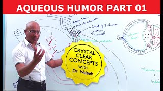 Aqueous Humor  Production Circulation amp Drainage Part 12 [upl. by Nauqan]