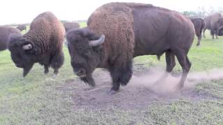 Bison Bull in Mating Season [upl. by Infield]