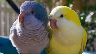 Monk Parakeet Talking  Yellow Quaker Parrot Talking amp Sounds [upl. by Reisch864]