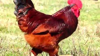 Rhode Island Red Rooster and Hen Free Ranging Chickens producing Brown Eggs [upl. by Yelreveb]