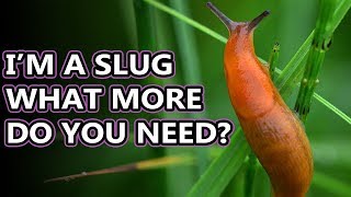 Slug Facts the Land GASTROPOD  Animal Fact Files [upl. by Rydder]