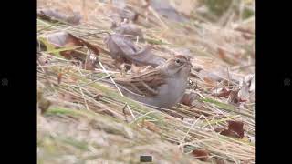 Chipping Sparrow NonbreedingWinter Identification Example [upl. by Talie]