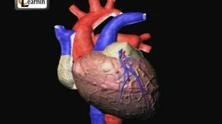 Heartbeat Explained  Lub dub  Cardiac cycle  Heart Sound  Human Anatomy video 3D  elearnin [upl. by Zoe]