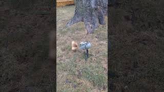 Coon tail foxpro decoy [upl. by Aneres]