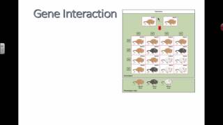 Gene Interaction 2016 IB Biology [upl. by Vaenfila611]