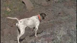 Pointer  English Pointer Dog [upl. by Weyermann]