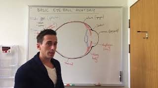 Basic Eye Anatomy and Physiology [upl. by Reece]