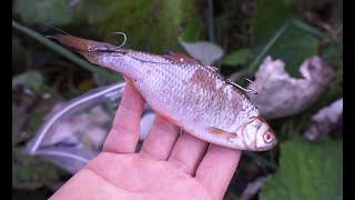 Dead Baiting River Pike [upl. by Radie]