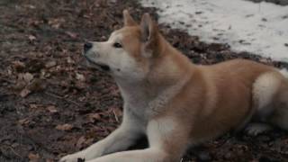 AFFIRM Films Presents Hachi A Dogs Tale [upl. by Sapienza]