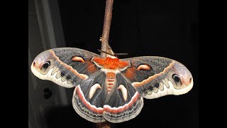 Complete Metamorphosis A Cecropia Moth Life Cycle [upl. by Schnurr]