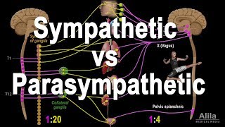 Autonomic Nervous System Sympathetic vs Parasympathetic Animation [upl. by Notxap]