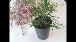 How To Propagate Geraldton Wax [upl. by Ilhsa]