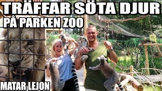 TRÄFFAR SÖTA DJUR PÅ PARKEN ZOO MATAR LEJON [upl. by Rockie972]