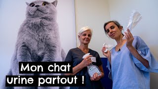 Mon chat urine partout  🐱 [upl. by Ahcsap]