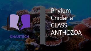 Class Anthozoa  Classification of Phylum Cnidaria [upl. by O'Kelly906]