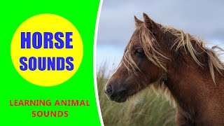 Horse Sounds  Learn Animal Sounds shorts horse [upl. by Herrick]