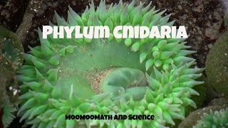 Phylum CnidariaCharacteristics and Examples [upl. by Denby296]