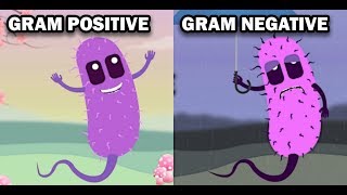 GRAM POSITIVE VS GRAM NEGATIVE BACTERIA [upl. by Schoof718]