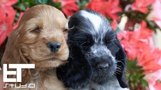 English Cocker Spaniel  Puppies [upl. by Ainel]