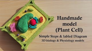 Simple Rectangular shape Plant Cell Model  DIY Project [upl. by Asek]