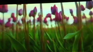 Pipilotti Rist artistvideo art [upl. by Aloibaf]