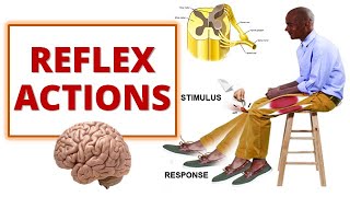 A2 Biology  Reflexes OCR A Chapter 138 [upl. by Nitsud875]