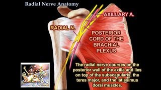 2Minute Neuroscience Vagus Nerve Cranial Nerve X [upl. by Kedezihclem318]