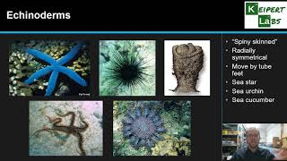 Classifying Invertebrates [upl. by Nets]