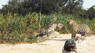 2 Male Jaguars Fight on the Beach [upl. by Eirtemed]