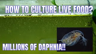 How to Culture Daphnia Secret Method to Breed MILLIONS  Simply Aquatic [upl. by Hales]