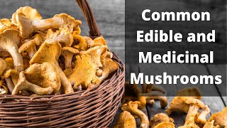 A Brief Guide to Common Edible Mushrooms [upl. by Atenik]