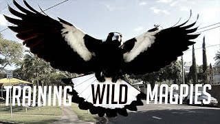 Training Australias Dangerous Magpies [upl. by Yrrat]