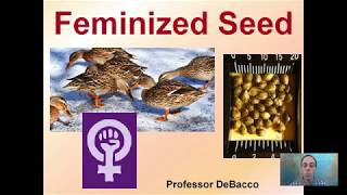 Feminized Seed [upl. by Cruz]