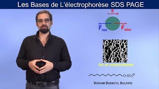 Lélectrophorèse SDS PAGE [upl. by Orimlede]