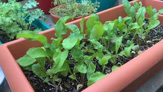 Arugula from Seed to Harvest [upl. by Aimit]