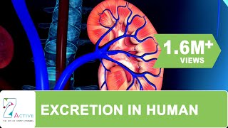 Excretion in human [upl. by Pace]