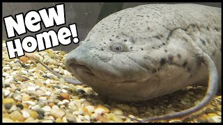 GIANT African Lungfish Moved to New SAFE Home [upl. by Llenahc]