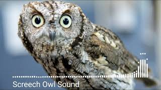 Animal sounds Screech Owl Sound [upl. by Nyl526]