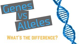 Genes vs Alleles [upl. by Blasius]