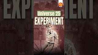 Universe 25 Experiment [upl. by Idette]